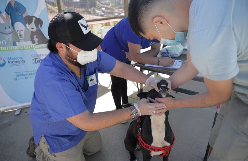 desparasitación y de chipeo de mascotas